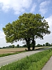 Baum an der Straße nach Holthausen